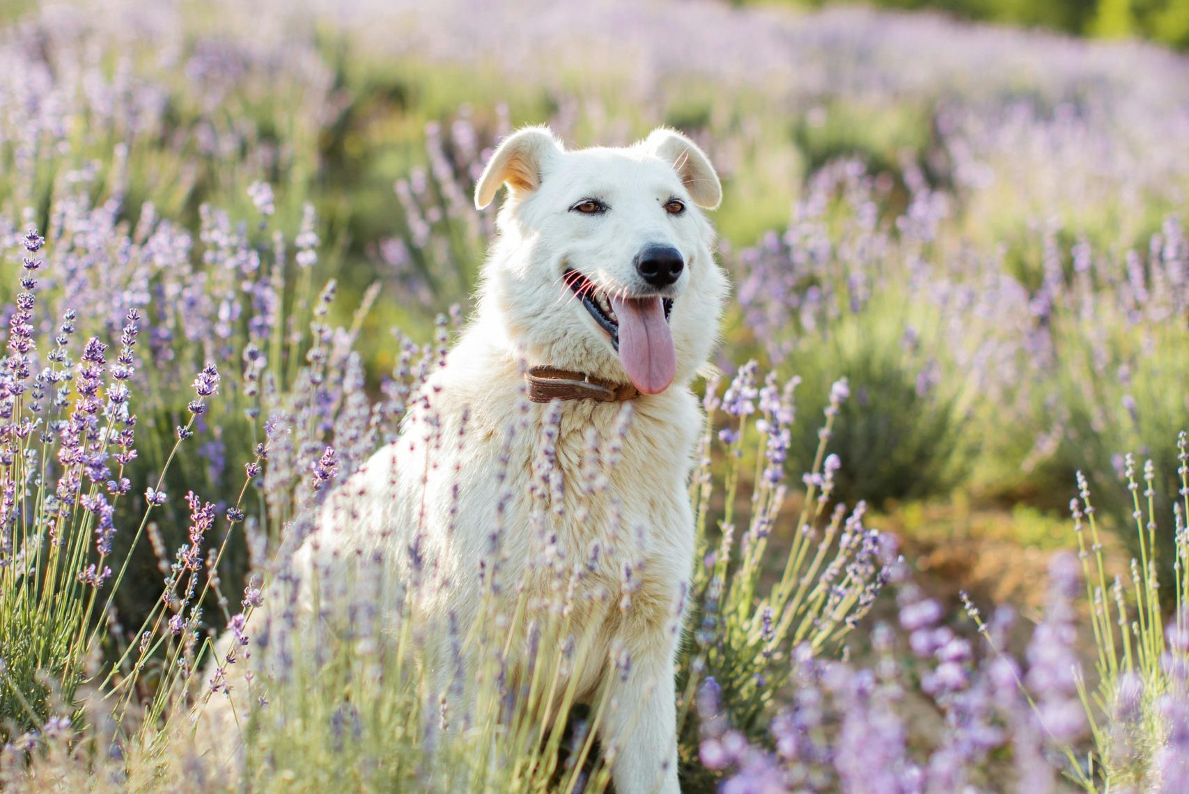 Tails Up For A Pet Friendly Escape In Daylesford And Surrounds